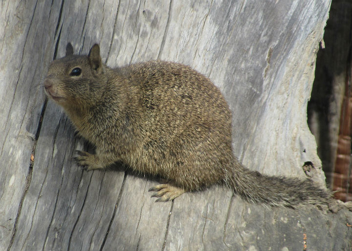 California Ground Squirrel